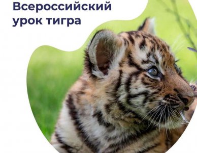 Всероссийский урок Тигра